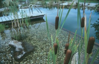 Piscina natural con juncos