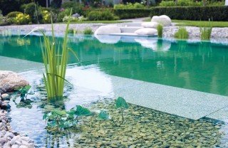 Piscina natural con plantas en primer plano