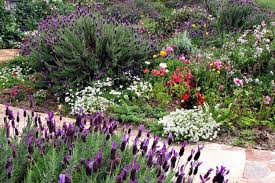 Jardín sostenible lavanda